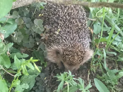 Insolite : deux hérissons sauvés par la police à Nancy