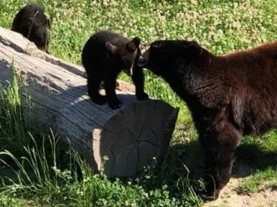Lorraine : une journée pas comme les autres au Parc animalier de...