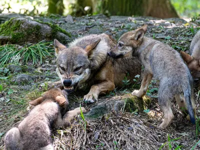 Le Printemps : la saison des naissances et du réveil de la nature à...