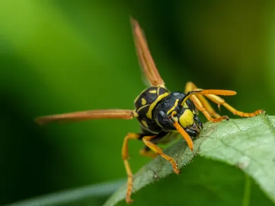 Lutte contre le frelon asiatique à Metz : le premier bilan 