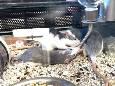 Haguenau : une animalerie au cœur d’une polémique sur les...