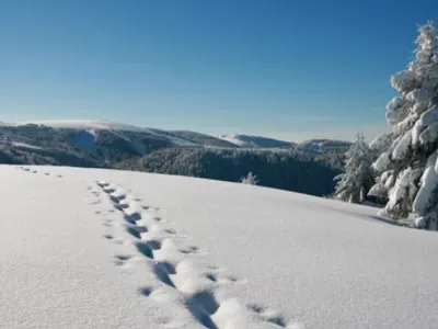 Neige dans le massif des Vosges : jusqu’à 66 cm relevés ce week-end