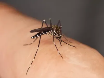 Moustique tigre : les bons réflexes pour limiter les piqûres et...