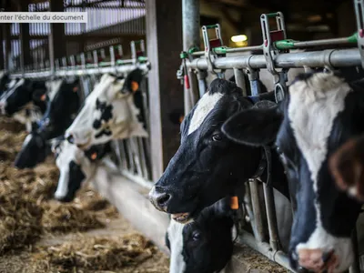 Vache retrouvée mutilée en Alsace du Nord : une enquête pour acte...