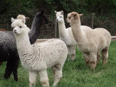 Alsace : quatre lamas tués dans le Sundgau, une attaque de loup...