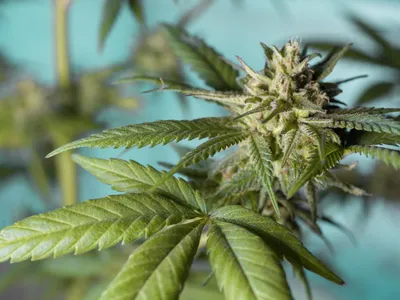 Sciences : le cannabis jugé inefficace contre les troubles psychiques