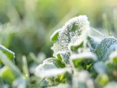 Gelées et flocons attendus en Alsace : les saints de glace ont-ils...