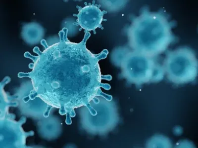 Hantavirus : pourquoi les experts écartent la comparaison avec un «...