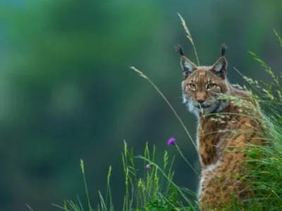 Une femme condamnée après la mort d’un lynx protégé dans le Bas-Rhin
