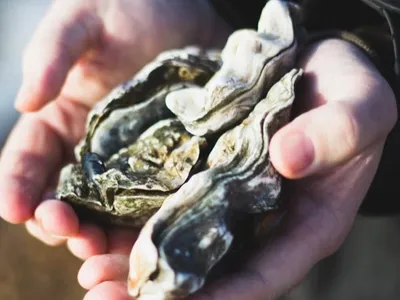 Une collecte insolite à Chevigny-Saint-Sauveur 