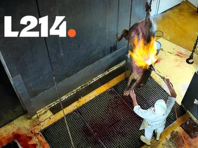 « Le chaos absolu » : l'association L214 provoque la suspension de...