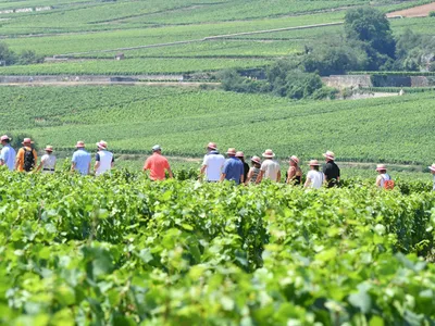 Ladoix Serrigny : « La Balade Gourmande » annulée cet été