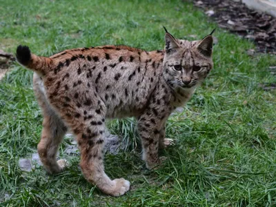 Bourgogne-Franche-Comté : un cinquième lynx relâché dans le Jura
