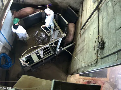 Abattoir de Cosne : une seconde audience rarissime devant le...