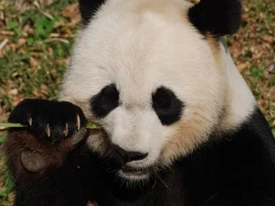 Un réalisateur dijonnais dévoile les secrets des pandas du zoo de...