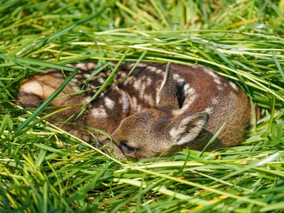 Les chasseurs vont pouvoir tuer plus de biches et de faons en forêt...