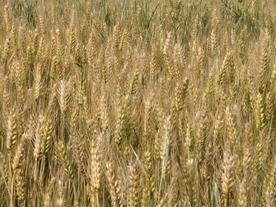 Toujours plus de cultures de céréales recouvrent les Hauts-de-France