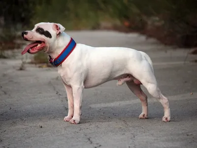 Le Staffordshire bull terrier, chien préféré des Franciliens