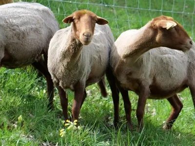 Neuf moutons volés en plein jour en Seine et Marne