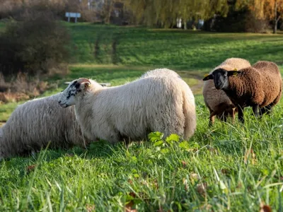 Les éleveurs épargnés par la fièvre catarrhale ovine en Essonne
