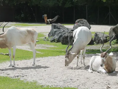 Le Zoo d’Amiens risque-t-il de fermer ses portes ? 