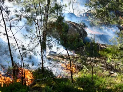 Ce Bellifontain documente les incendies en forêt de Fontainebleau 