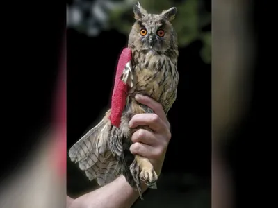 En difficulté, le seul centre de soins pour animaux sauvages de...