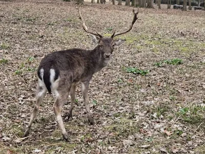 Verberie retrouve son animal mascotte