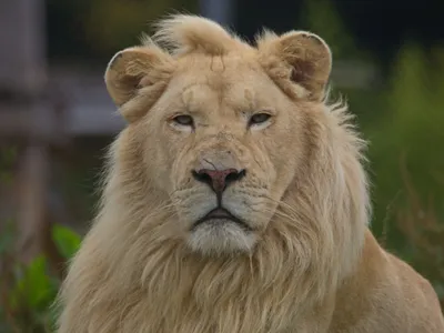 Mike le lion blanc n’est plus au zoo-refuge La Tanière, près de...