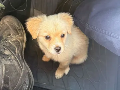 Une petite chienne sauvée par les gendarmes à Fleury-Mérogis