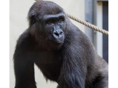 La famille des gorilles s’agrandit au zoo de Thoiry