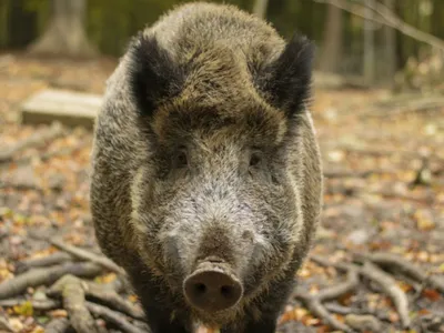 Une horde de sangliers provoque un accident au nord d'Amiens