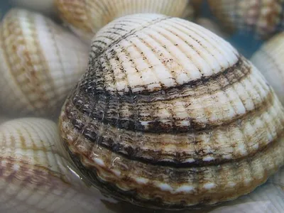 La pêche aux coques rouvre avec de plus petits quotas en baie de Somme