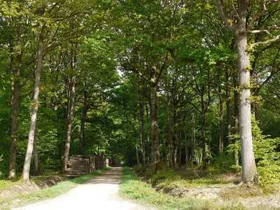 La forêt de Rambouillet rouverte à la promenade