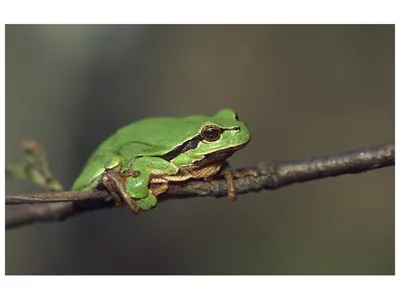 Grenouilles, crapauds : ouvrez l'oeil en Île-de-France !