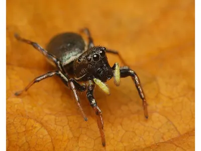L'État veut sauvegarder plusieurs espèces en Île-de-France 