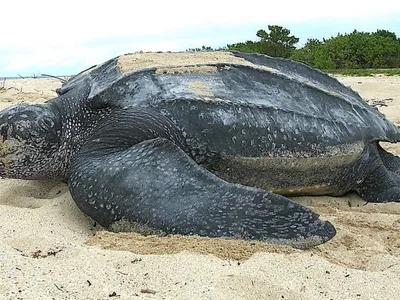 Une tortue luth s'échoue sur les plages de la Somme