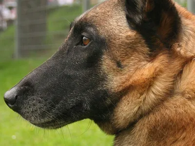 À Draveil, l’euthanasie de deux malinois ayant grièvement blessé...