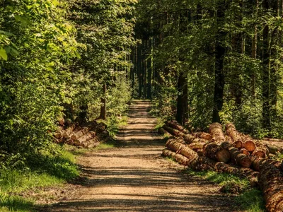 Le massif forestier de Fontainebleau toujours interdit d’accès