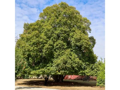 Les Ormes-sur-Voulzie : cet arbre est désormais « remarquable » !