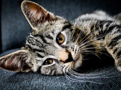 Les animaux sont particulièrement choyés à Boissise-le-Roi