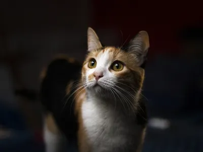 Beauvais : des chats sauvés de la maison de l'horreur