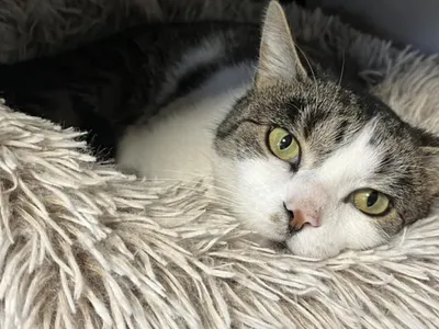 Les Samariens ont adopté moins de chats en 2025