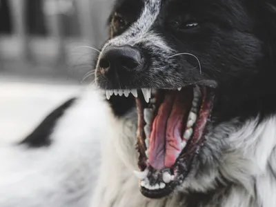 Une meute de chiens impliquée dans plusieurs violentes agressions à...