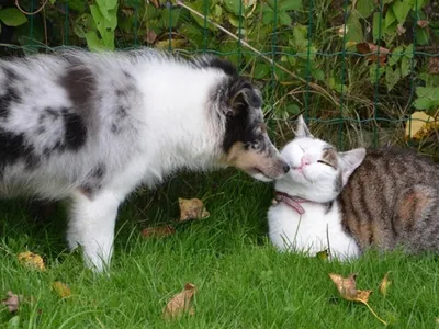Chats ou chiens : qui gagne le match des identifications dans la...