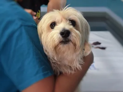 Les vétérinaires sont majoritairement des femmes dans l'Oise