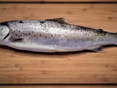 Le seul saumon d’élevage français naît et grandit… dans un hangar...