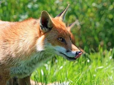 Essonne : ces animaux listés par l'État peuvent désormais être abattus