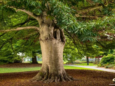 Cet arbre des Hauts-de-France est un des plus beaux du pays 