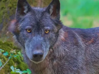 Carnet rose à l'Espace Rambouillet : des loups sont nés !
